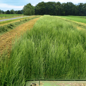 Riesenweizengras Alkar EnergyGras