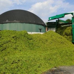 Rieseneizengras Alkar XL EnergyGras