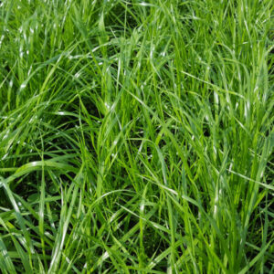kiste fr saatgut Bio Saatgut-Box Gartenjahr