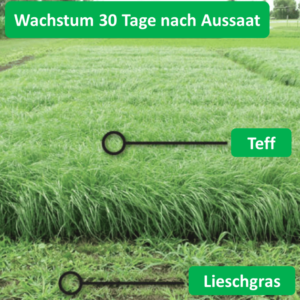 Teff Gras Saatgut