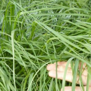Teff Gras Saatgut