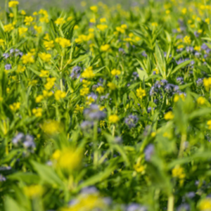 Zwischenfrucht Ramtillkraut Phacelia Blüte