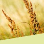 Sorghum