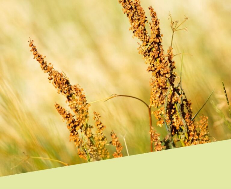 Sorghum