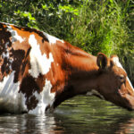 Kuh im Wasser