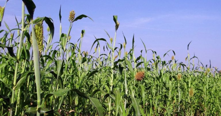 Sorghum Mais Alternative Biogas