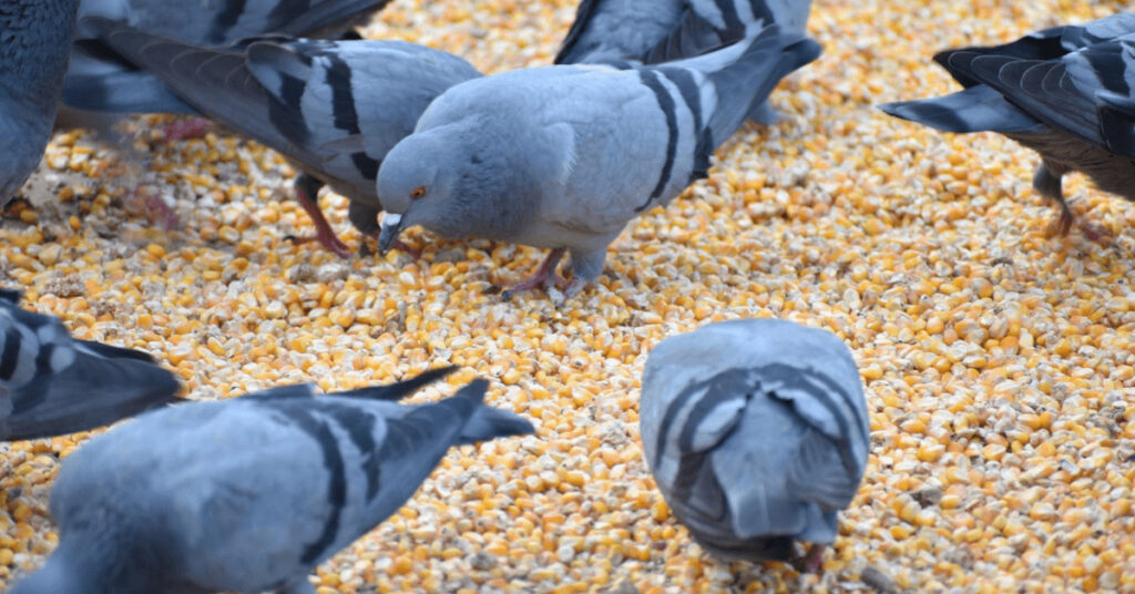 Tauben fressen Mais
