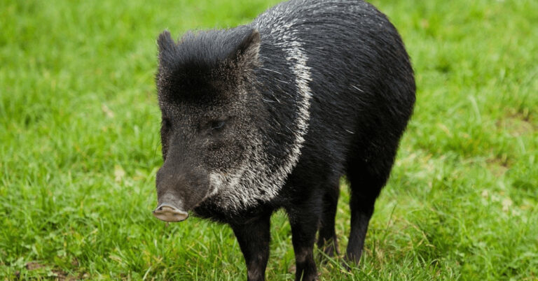 Wildschwein auf Feld