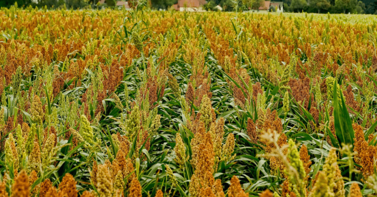 Sorghum auf Feld