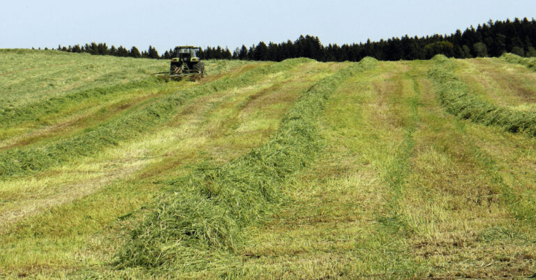 Kreiselschwader auf einem Feld