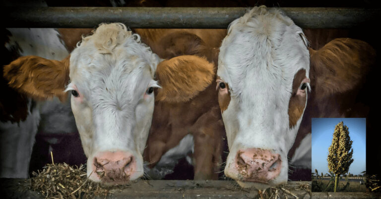 Rinder beim Fressen und Sorghumpflanze