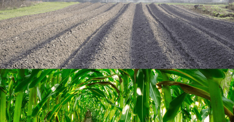 Mais und Dammanbau