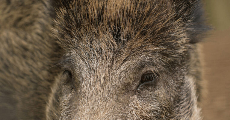 Wildschwein