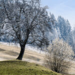 Ein einzelner Baum steht still auf einer leicht verschneiten Wiese, umgeben von schneebedeckten Bäumen eines Waldes im Hintergrund, unter einem klaren blauen Himmel.