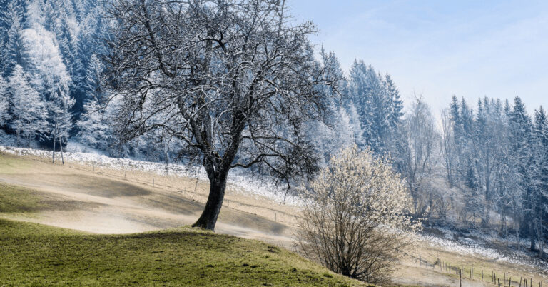 Ein einzelner Baum steht still auf einer leicht verschneiten Wiese, umgeben von schneebedeckten Bäumen eines Waldes im Hintergrund, unter einem klaren blauen Himmel.