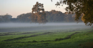 Grünland im morgendlichen Nebel