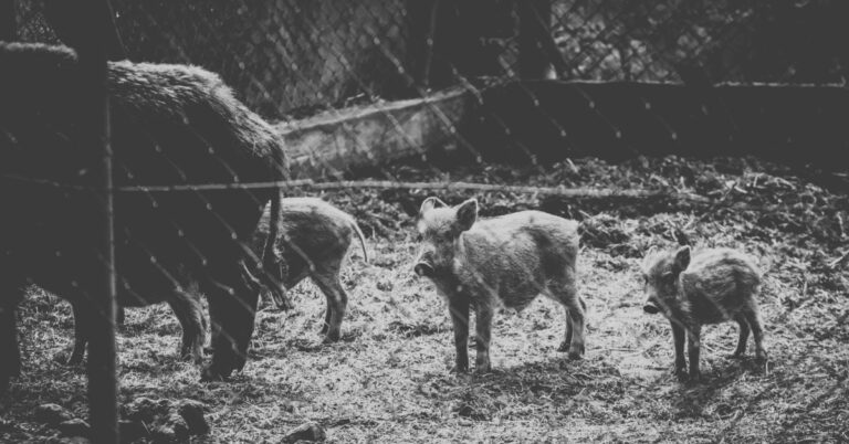 Wildschweine mit kleinen Frischlingen