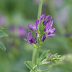 Eine Pflanze mit lila Blüten steht still, umgeben von grünem Laub, in einer natürlichen Außenumgebung.