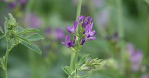 Eine Pflanze mit lila Blüten steht still, umgeben von grünem Laub, in einer natürlichen Außenumgebung.