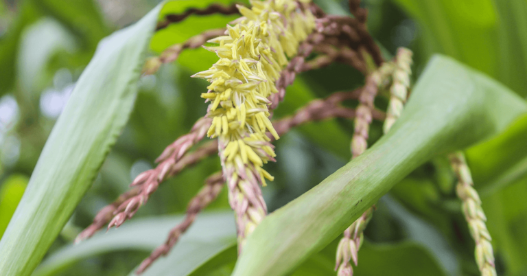 Maisfahne kurz vor Blüte in Nahaufnahme