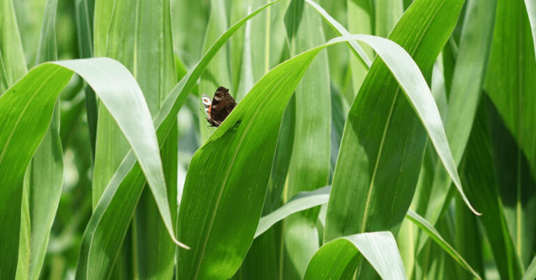 Schmetterling im Maisfeld