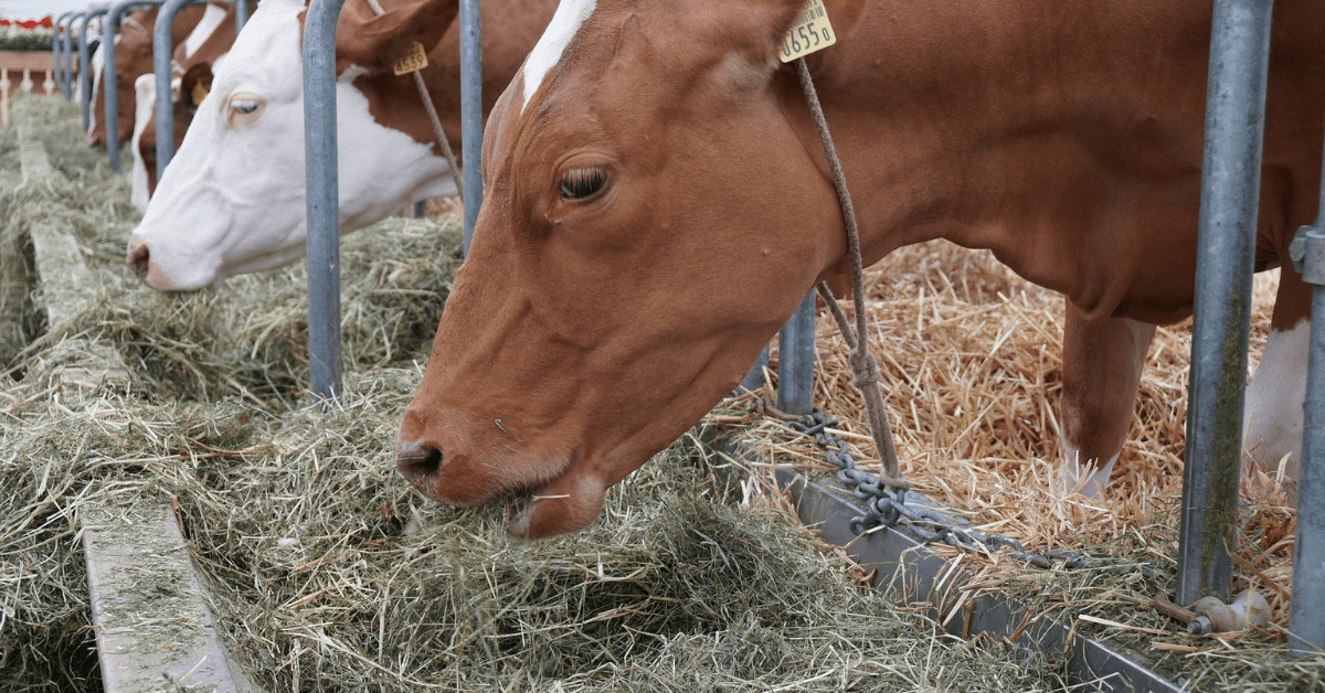 Kühe fressen Heu im Stall