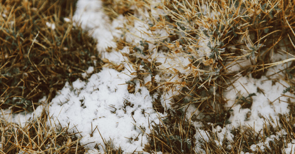 Gras mit Schnee