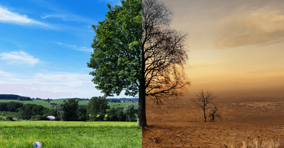 Ein Baum teilt die Bildhälfte: links grüne Wiese und blauer Himmel, rechts trockene Wüste mit rissigem Boden und kahlen Bäumen unter trübem Himmel.