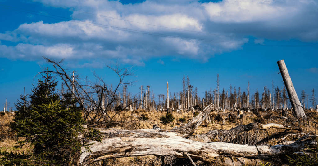 Waldsterben