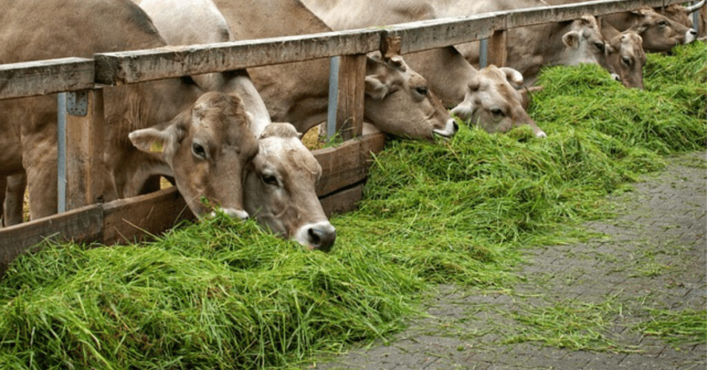 Kühe fressen Gras