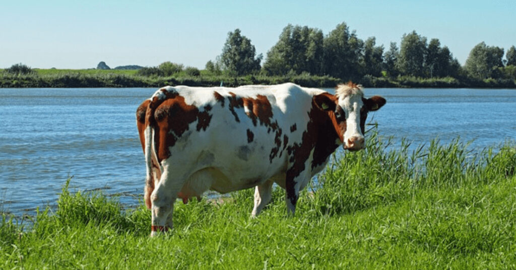 Kuh am Wasser