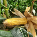 frühsaatverträglicher Mais