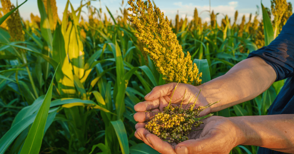 Sorghum in Hand