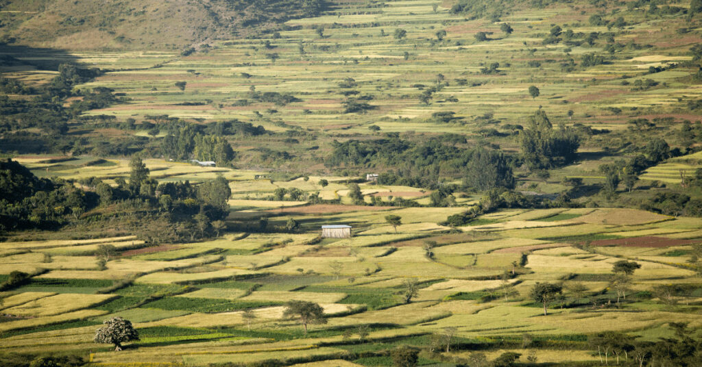 Tefffelder in Äthiopien