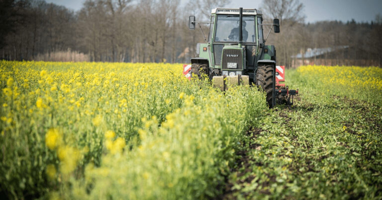 Zwischenfrucht bei der Ernte durch einen Landwirt im Traktor