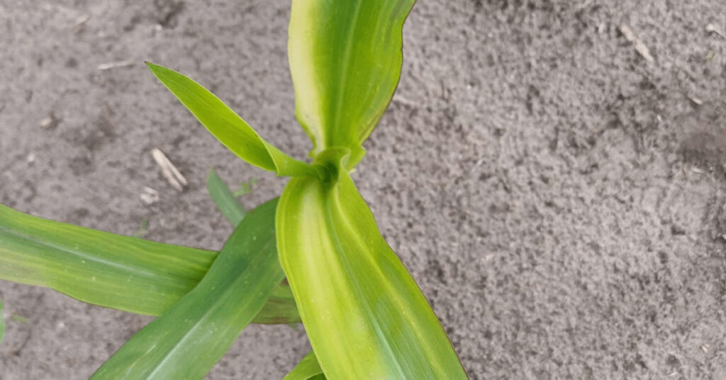 gelbliche Maispflanze