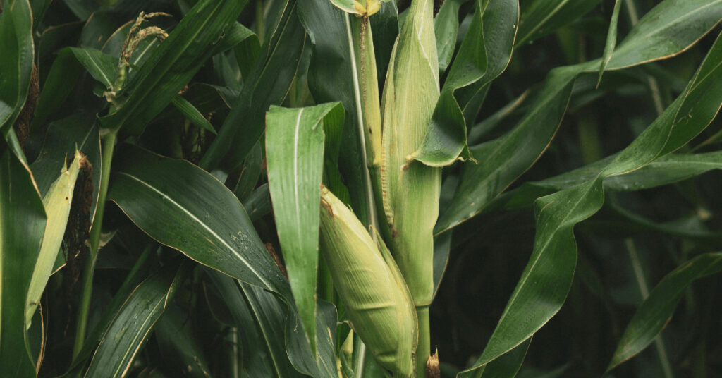 Maispflanze auf einem Feld