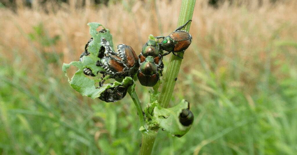 Japankäfer an einer Pflanze auf einem Feld