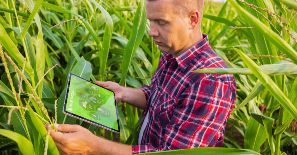 Landwirt dokumentiert Maisfeld an einem Tablet