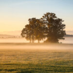 Bäume auf einer Wiese im Nebel