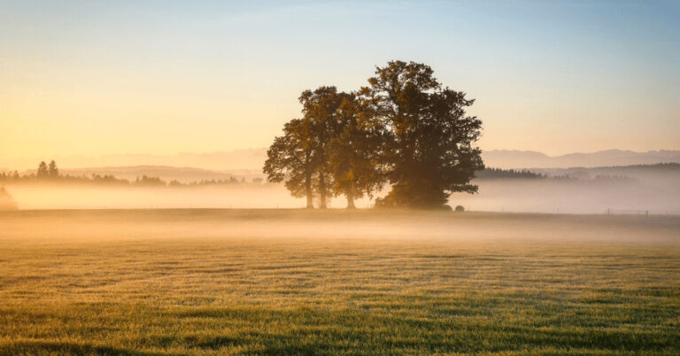 Bäume auf einer Wiese im Nebel