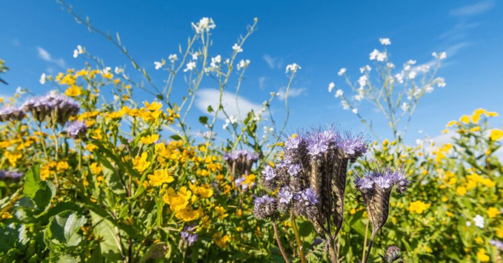 Wiese mit Blumen im Sommer