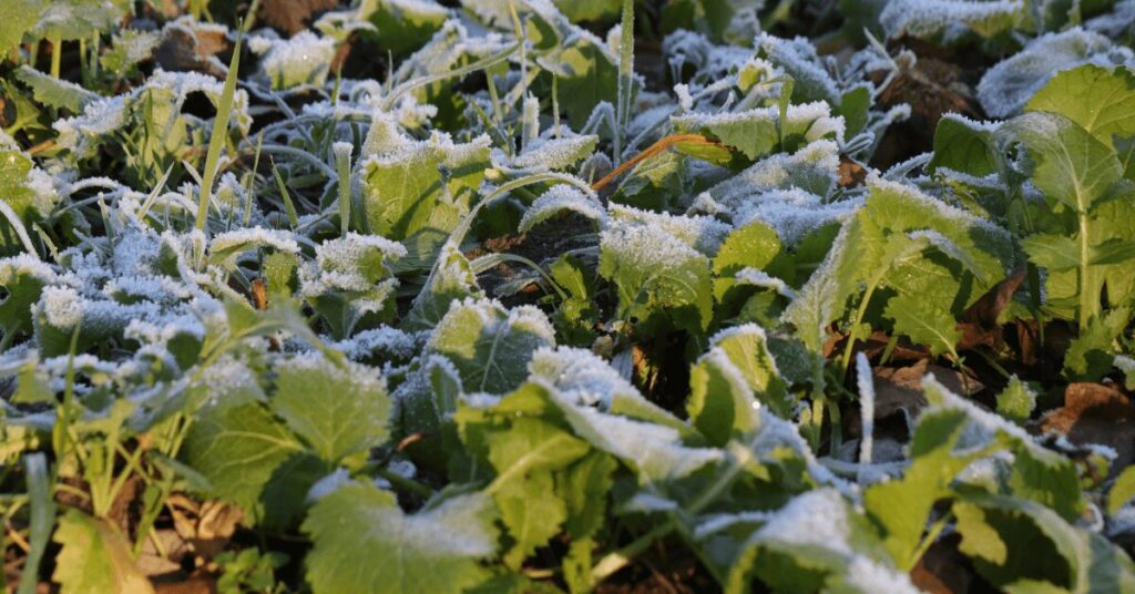 Zwischenfrüchte Winter