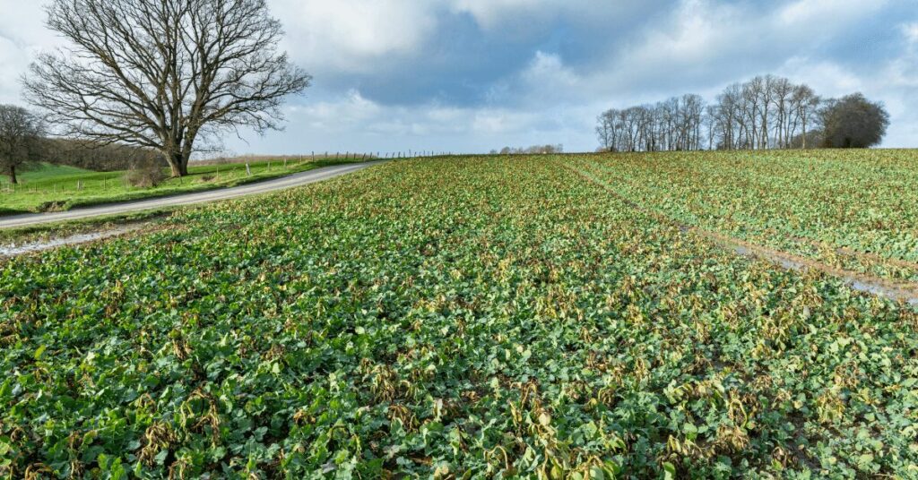 Ein grünes Feld erstreckt sich bis zum Horizont, daneben verläuft eine Straße; am Rand stehen kahle Bäume unter einem bewölkten Himmel.