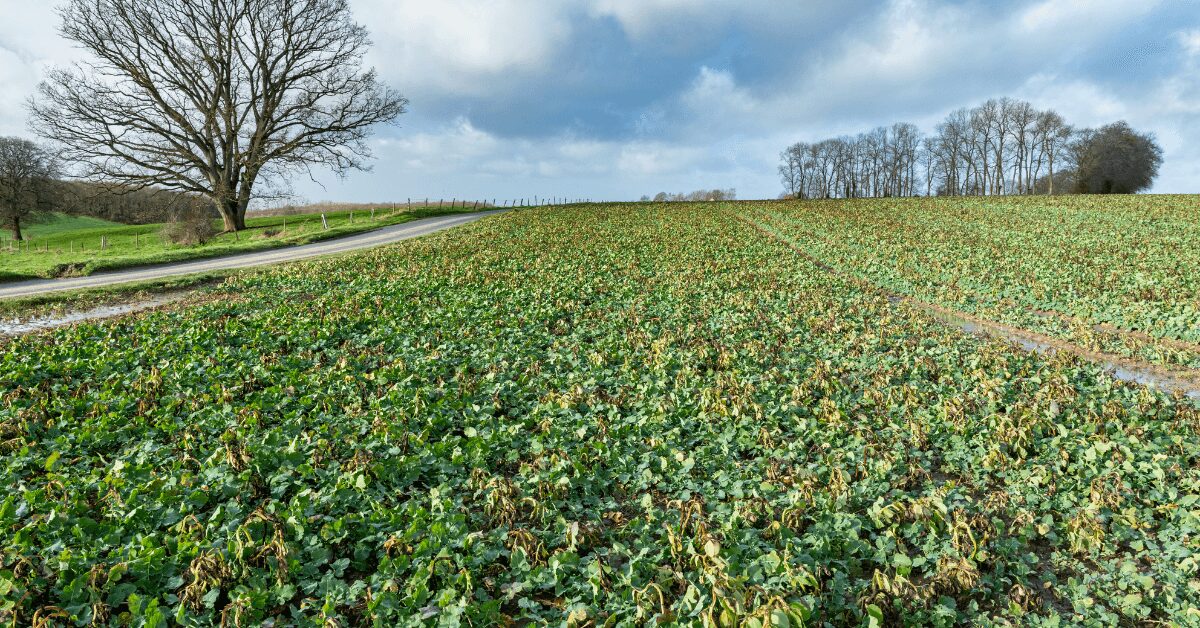 Zwischenfrüchte milder Winter