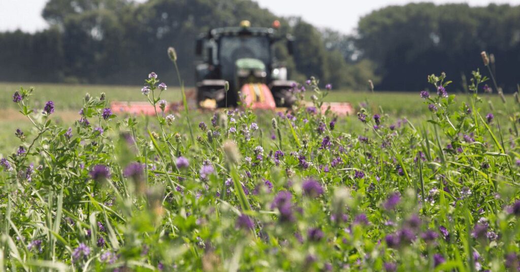 Blühende Luzerne im Vordergrund, während ein Traktor mit Mähwerk im Hintergrund das Feld erntet