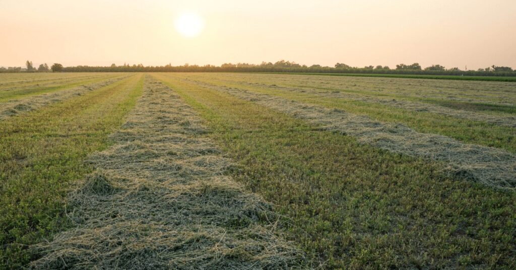 Ein weites Feld mit frisch geschnittener Luzerne, die in Reihen zum Anwelken unter der warmen Abendsonne liegt.