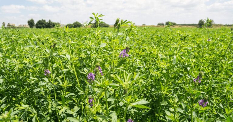 Grünes Feld mit dichten Pflanzen und vereinzelt lila Blüten, bei sonnigem Wetter. Im Hintergrund sind vereinzelte Bäume und ein bewölkter Himmel sichtbar.