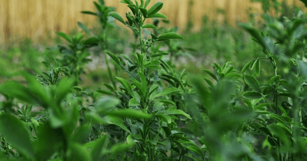 Nahaufnahme von jungen, grünen Luzernepflanzen ohne Blüten, mit einem unscharfen, natürlichen Hintergrund.