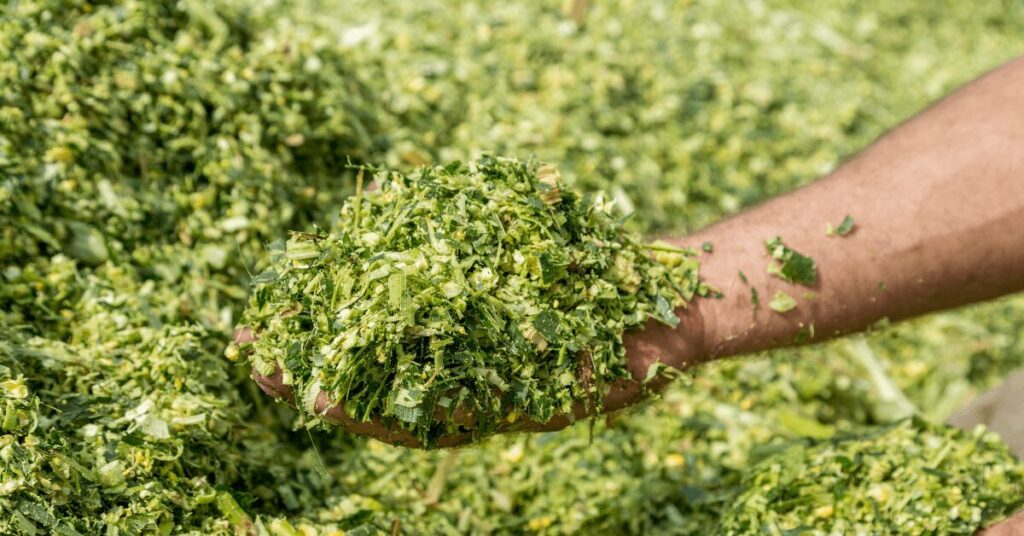 Eine Hand hält frisch gehäckselte Maissilage, die grün und saftig aussieht, mit einem großen Haufen Silage im Hintergrund.